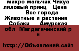 микро мальчик Чихуа лиловый принц › Цена ­ 90 - Все города Животные и растения » Собаки   . Амурская обл.,Магдагачинский р-н